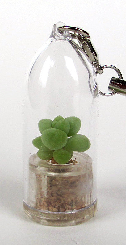 living succulent jewelry Bubbly Succulent live terrarium necklace plant Boo-Boo Plant