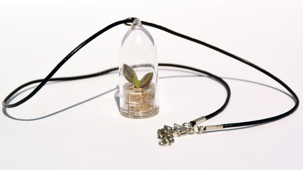 Wings Live Necklace Plant - Terrarium Leather Cowhide Necklace BooBoo Plant