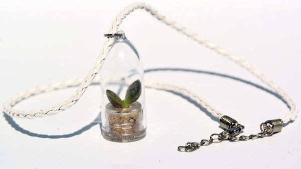 Wings Live Necklace Plant - Terrarium Woven White Necklace BooBoo Plant