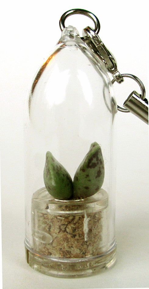 living succulent jewelry Wings Succulent Miniature Terrarium live plant jewelry Boo-Boo Plant