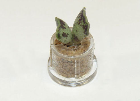 Wings Boo Boo Plant terrarium necklace live succulent jewelry 
