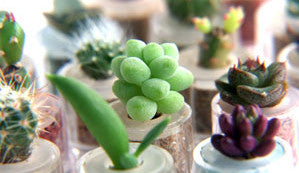 The Terrarium Plant Family