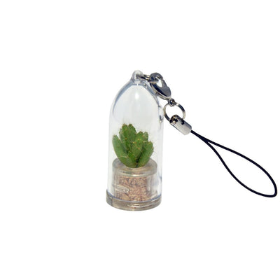 Apple Cactus Terrarium Plant