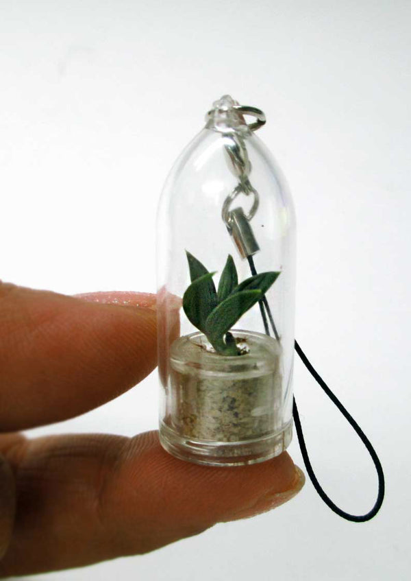 Available Boo-Boo Plants