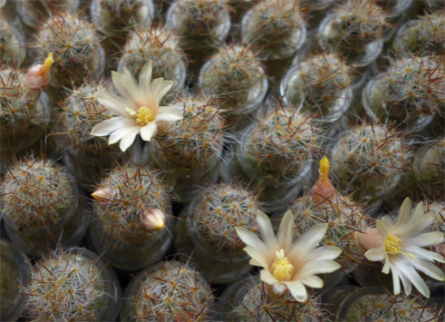 Arizona Cactus Blooming picture, live BooBoo Plant terrarium plants