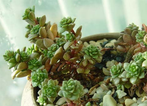 Desert live necklace terrarium plant
