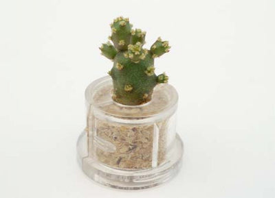 Baby Baobab Boo Boo Plant
