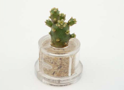 Baby Baobab Boo Boo Plant