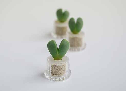 Sweetheart live necklace plants terrarium