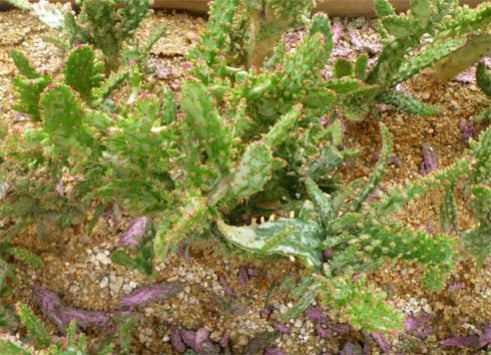 Goldy terrarium cactus booboo plant