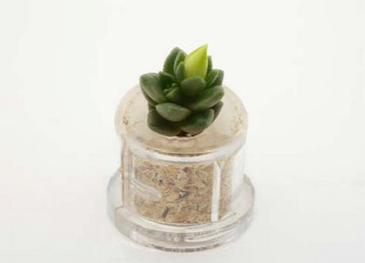 Little Terrarium live plant Boo-Boo Plant