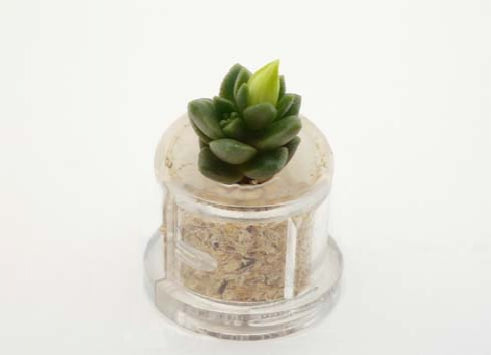 Little Terrarium live plant Boo-Boo Plant