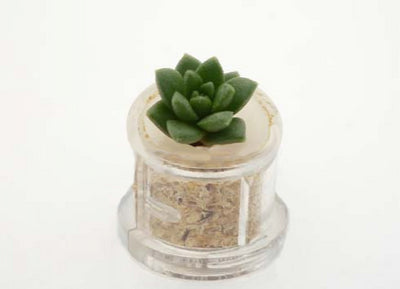 Little Boo, Boo-Boo Plant terrarium plant