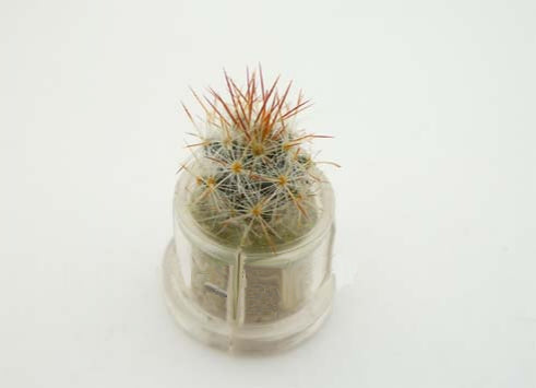 Live Cactus terrarium Plant - Arizona cacti miniature terrarium BooBoo Plant