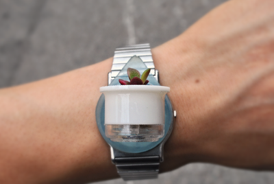 Terrarium sticker Air Plants. BooBoo Nest