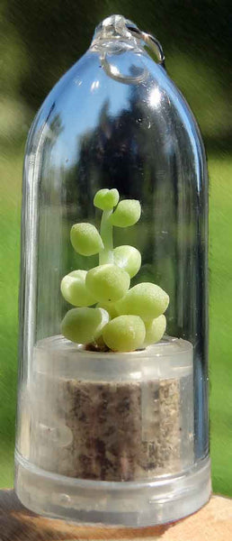 Boo-Boo pet plant Bubbly live miniature terrarium succulent