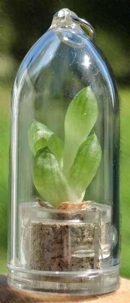 Boo-Boo pet plant Mini Bocho