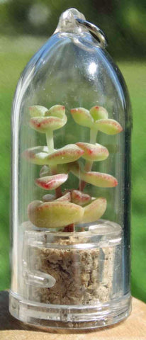 Tulip Terrarium Live necklace jewelry succulent plant