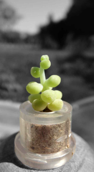 Mini Boo plant Bubbly live succulent terrarium plant