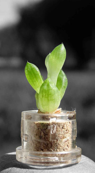Decorative boo-boo plant Mini Bocho