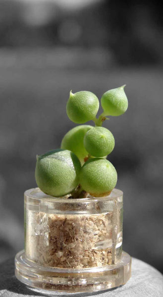 Pearls Boo-Boo Plant live terrarium necklace plant