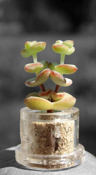 Mini Boo plant Tulip  terrarium necklace live plant