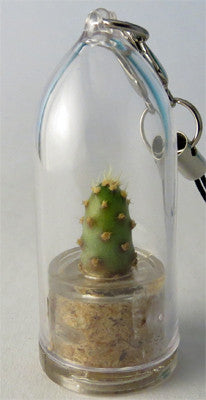 Boo-Boo plant Baby Baobab plant terrarium jewelry