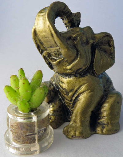 Apple cactus, live terrarium plan inside a capsule container - BooBoo Plant