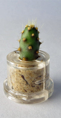 Boo-Boo plant Baby Baobab cactus live terrarium necklace jewelry plant