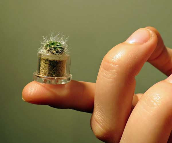 Live terrarium fluffy cactus booboo plant 