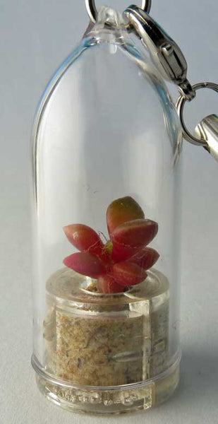 Pinky Rose Jewelry plant terrarium