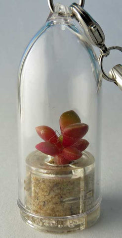 Pinky Rose Jewelry plant terrarium