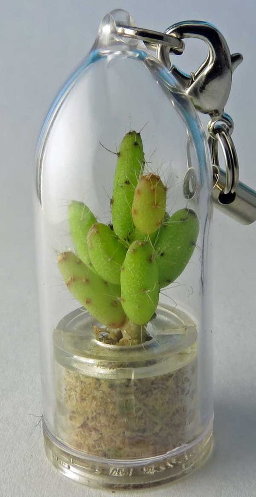 Live Apple Succulent Cactus Terrarium Jewelry Plants Boo Boo Plant