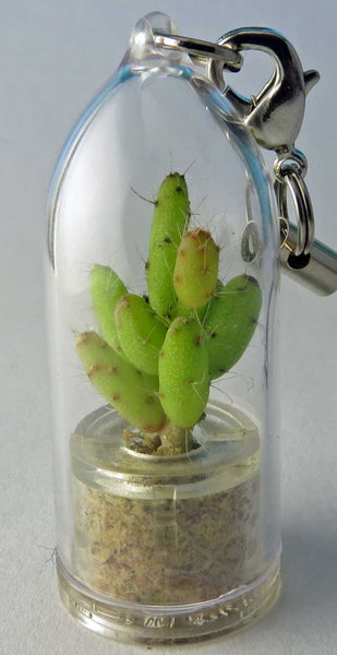 live terrarium cactus plant, miniature flower jewelry - Boo-Boo Plant