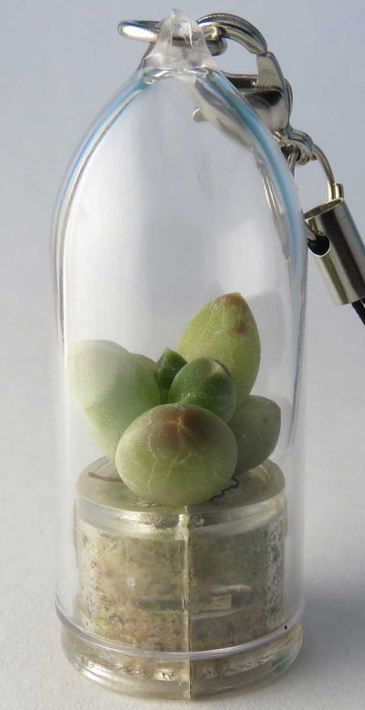 BooBoo Plant Angel plant terrarium