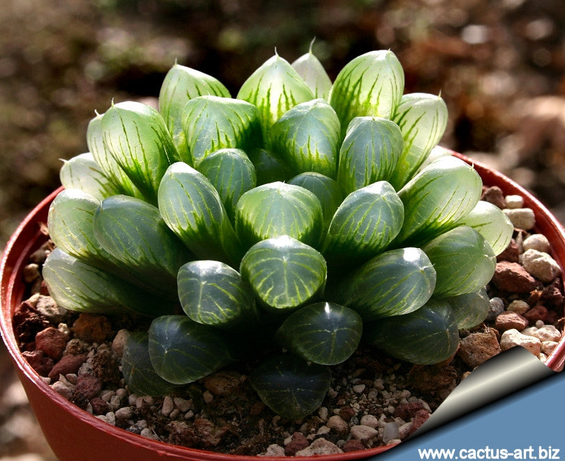 Bocho  Boo-Boo Plant