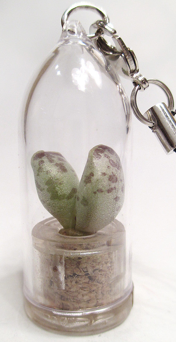 live succulent keychain Wings Succulent Miniature Terrarium live plant jewelry Boo-Boo Plant