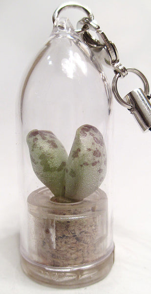 Live necklace plant jewelry terrarium succulent plant