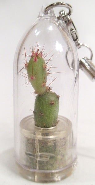 Goldy BooBoo Plant terrarium cactus miniature plant