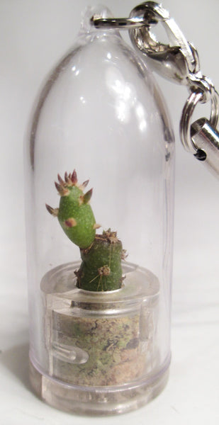 Needle BooBoo Plant plant terrarium miniature plant