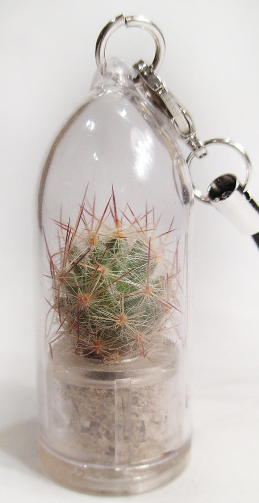 Living Jewelry Arizona Cactus Terrarium Plants Boo-Boo