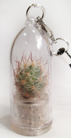 Arizona Cactus live Jewelry plant - BooBoo Plant - Live Terrarium flower