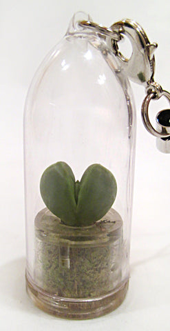 Sweetheart live terrarium necklace plant jewelry