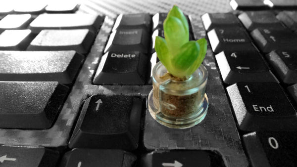 Mini Bocho on the keyboard