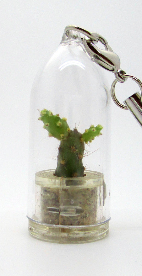 Baobab Cactus Live Terrarium Jewelry Necklace Plants BooBoo Plant