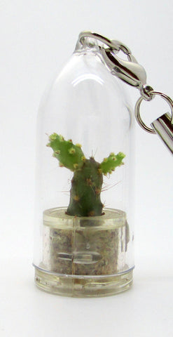 Baby Baobab Boo-Boo Plant - Miniature terrarium
