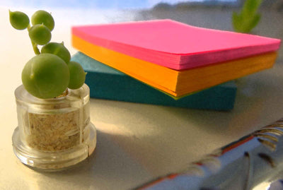 Boo-Boo plant Pearls in the office live terrarium succulent plant