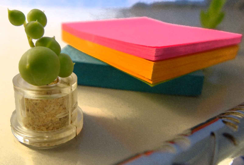 Boo-Boo plant Pearls in the office live terrarium succulent plant