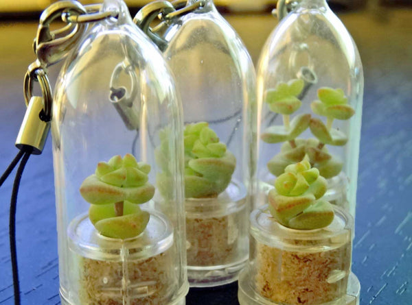 Tulip boo-Boo Plant jewelry necklace plants 