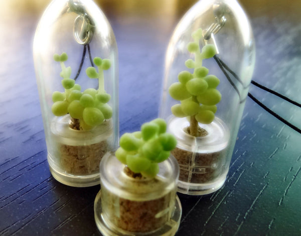 Bubbly plant in the capsule terrarium live necklace plants